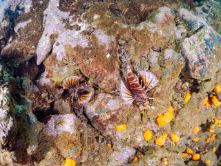 ペアでいる
広げた羽根が美しいキリンミノ（フサカサゴ科）の幼魚。
英名学名：Zebra turkeyfish (Dendrochirus zebra) 
静岡県伊豆半島賀茂郡南伊豆町中木ヒリゾ浜2024年

