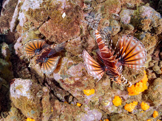 ペアでいる
広げた羽根が美しいキリンミノ（フサカサゴ科）の幼魚。
英名学名：Zebra turkeyfish (Dendrochirus zebra) 
静岡県伊豆半島賀茂郡南伊豆町中木ヒリゾ浜2024年
