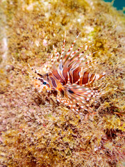 広げた羽根が美しいキリンミノ（フサカサゴ科）の幼魚。
英名学名：Zebra turkeyfish (Dendrochirus zebra) 
静岡県伊豆半島賀茂郡南伊豆町中木ヒリゾ浜2024年
