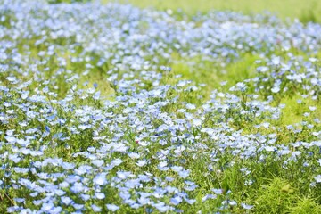 青いネモフィラの花
