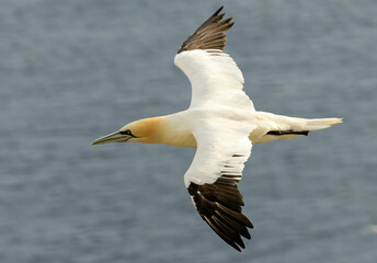 Northern Gannet on breeding rocks of Bempton cliffs, UK