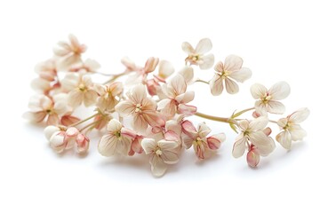 Buckwheat isolated on a white background, close up