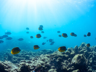 美しいチョウチョウウオ（チョウチョウウオ科）、メジナ（イスズミ科）、ホウライヒメジ（ヒメジ科）他の群れ。
英名学名：Largescale Blackfish (Girella punctata), Whitesaddle goatfish (Parupeneus ciliatus), Oriental ButterflyFish (Chaetodon aurites)
中木ヒリゾ浜2024年
