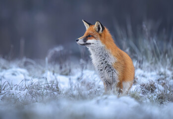 Fox ( Vulpes vulpes ) in winter scenery