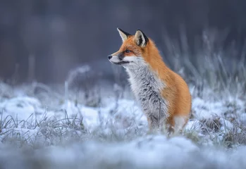 Fox ( Vulpes vulpes ) in winter scenery