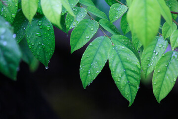 Lush foliage with dewdrops after the rain. A cool and calming tropical atmosphere.