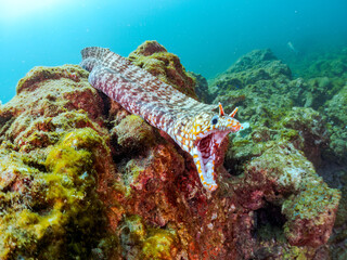 大きく美しいトラウツボ（ウツボ科）。
英名学名：Dragon Moray (Enchelycore...