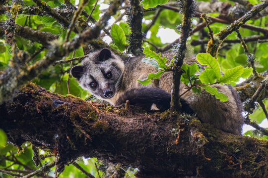 Masked Palm Civet in its habitat. The masked palm civet (Paguma larvata ), also called the gem-faced civet, is a palm civet species 