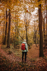 Hiking in autumn forest. Woman with backpack looking at woodland. Hike and exploration in nature at fall season