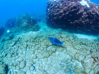 美しいアオブダイ（ブダイ科）、ホウライヒメジ（ヒメジ科）他の群れ。
英名学名：Knobsnout Parrotfish (Scarus ovifrons), Whitesaddle goatfish (Parupeneus ciliatus)
静岡県伊豆半島賀茂郡南伊豆町中木ヒリゾ浜2024年
