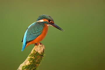 European Kingfisher ( Alcedo atthis ) close up