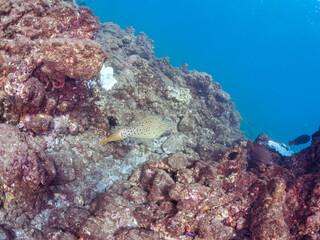 美しいソウシハギ（カワハギ科）他。
英名学名：Scrawled filefish, Aluterus scriptus
静岡県伊豆半島賀茂郡南伊豆町中木ヒリゾ浜2024年
