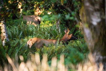 Protected Roosevelt Elk Cow in Olympic National Park rainforest