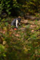 Marmoset monkey Dianin outdoors in autumn leaves.
