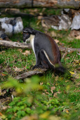 Marmoset monkey Dianin outdoors in autumn leaves.
