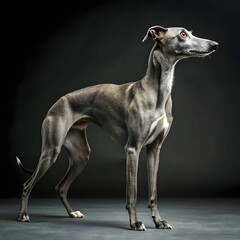 Obraz premium The Whippet is a sleek, athletic dog known for its speed, gentle nature, and affectionate personality.