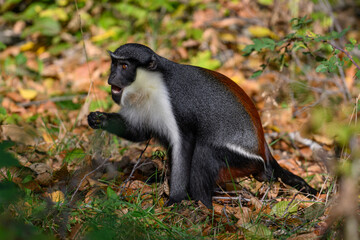 Marmoset monkey Dianin outdoors in autumn leaves.
