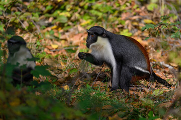 Marmoset monkey Dianin outdoors in autumn leaves.
