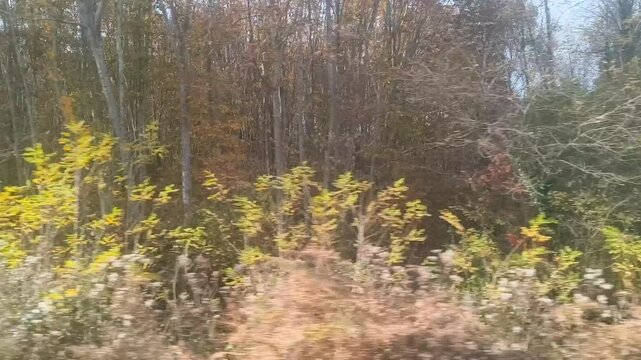la for&ecirc;t d&eacute;file &agrave; vive allure depuis l'int&eacute;rieur d'un train 