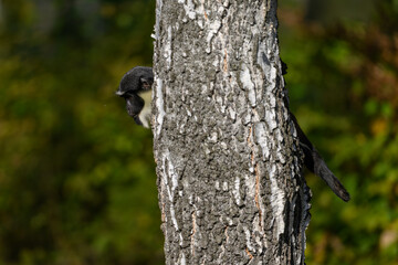 Dianin marmoset monkey outdoors on a birch tree trunk.
