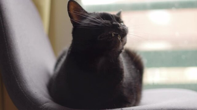 A black cat, comfortably resting beside a window, yawns slowly. Missing a canine tooth, the cat displays a relaxed and natural behavior.