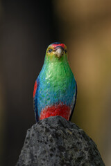Close-up of a beautiful parrot figurine bird.
