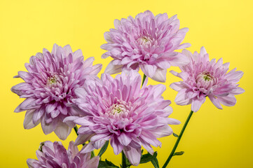 Obraz premium Pink Chrysanthemum multiflora on a yellow background