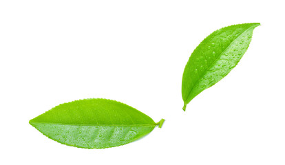 leaves Fresh green tea with drops of water