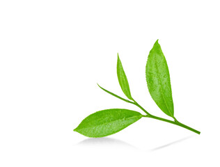 Green tea leaf with drops of water on white background.