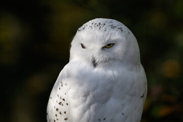 Obraz premium Snowy owl outdoors in nature. 