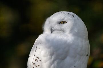 Obraz premium Snowy owl outdoors in nature. 