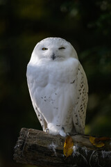 Obraz premium Snowy owl outdoors in nature. 