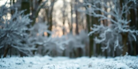 Frosted Woodland Scene with Bokeh of White Snow, forest floor, bokeh effect