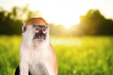 Cute wild monkey sitting on the grass