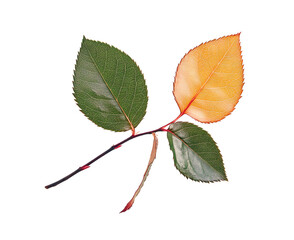 Fototapeta premium A rose leaf twig with three leaves isolated against a flat background.