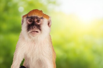 Cute wild monkey sitting on the grass