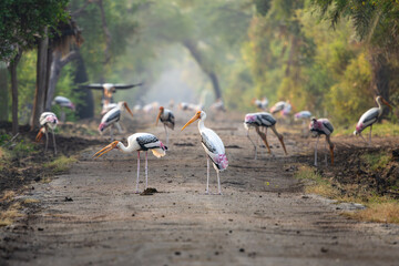Painted stork in Bharatpur, Rajasthan, India 