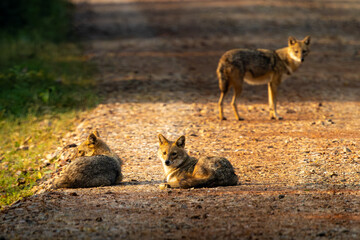 Indian Jackal sitting at early morning in beautiful light in Bharatpur, India 