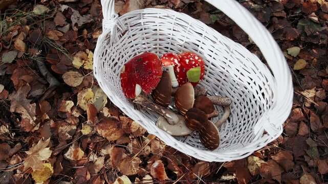 Deadly poisonous amanita muscaria lie together with edible mushrooms Birch bolete in white wicker basket in fall forest in October. Health hazard. Ignorance of mushrooms. Poisoning potential