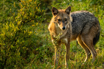 Indian Jackal at early morning in beautiful light in Bharatpur, India 