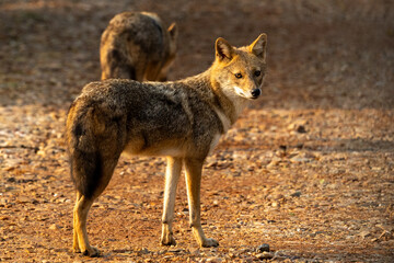 Indian Jackal at early morning in beautiful light in Bharatpur, India 
