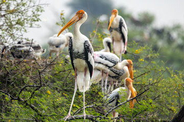 Painted stork in Bharatpur, Rajasthan, India 