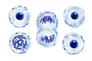 Cellular growth and development in scientific, biology and medical research concept. Cells divide...
