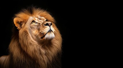 Fototapeta premium Leo lion with golden glow, symbol of pride