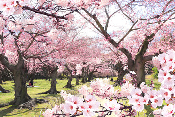 Blooming sakura trees in Koishikawa Korakuen garden, Okayama, Japan. Japanese hanami festival. Cherry blossoming season in Japan. Beautiful nature spring scene with a branch of blooming sakura