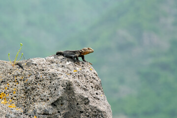 Caucasian agama. One of the largest lizards in Armenia.