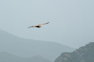 Vulture flying in the sky against the mountains. Armenia, Caucasus.