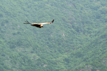 Vulture flying against the forest on sunny spring day. Armenia, Caucasus.