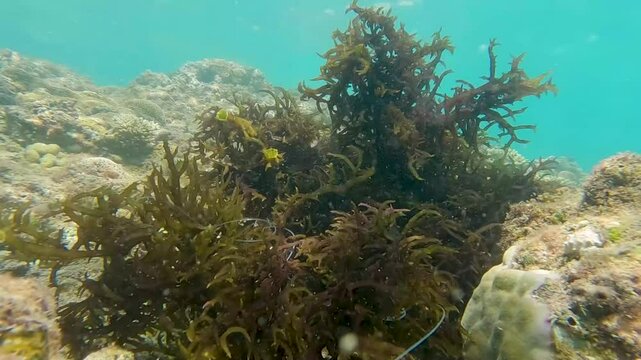 underwater harvesting of sea moss by a diver in a mask