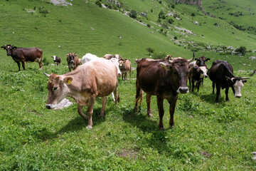 Cows grazing in an alpine meadow on the Mount Aragats slope on sunny summer day. Armenia.